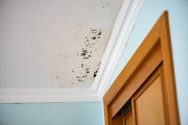 Williston Highlands, FL Mold Removal Company