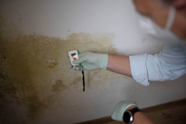 Best Mold Removal Specialists  in Williston Highlands, FL