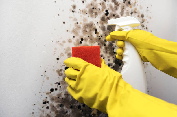 Best Residential Mold Removal  in Williston Highlands, FL