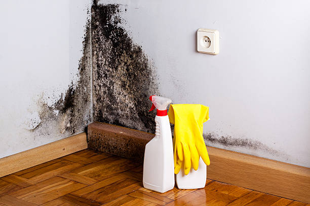 Best Commercial Mold Removal  in Williston Highlands, FL