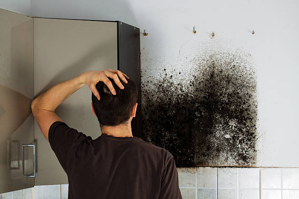 Best Emergency Mold Removal  in Williston Highlands, FL