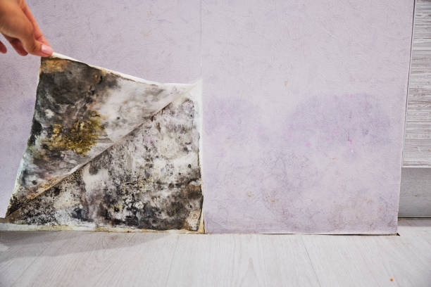 Best Toxic Mold Removal  in Williston Highlands, FL